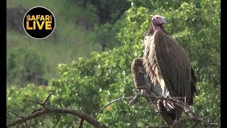 safariLIVE - Sunset Safari - April 14, 2019