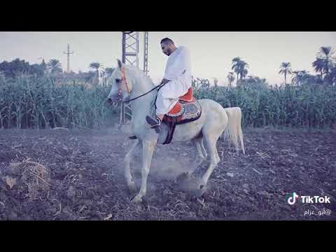 الصعايده جم وصلوا