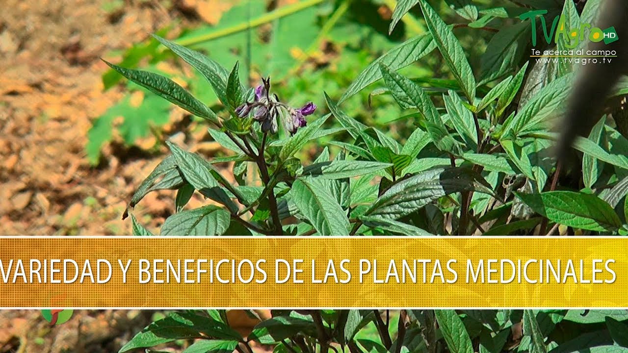 Variedades y Beneficios de las Plantas Medicinales - TvAgro por Juan  Gonzalo Angel Restrepo - YouTube