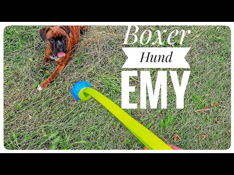 Boxer Hund spielen 2