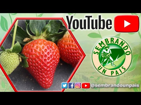 Video: Fertilizante para fresas - Cómo fertilizar plantas de fresas