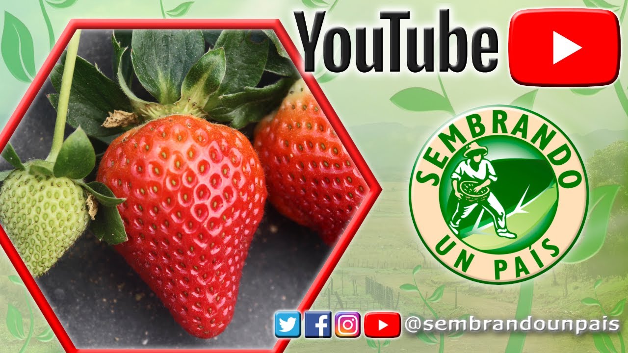 Cómo Fertilizar🍓tus Plantas de Fresa - Parte#5
