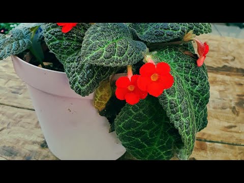 Vídeo: As plantas mais bonitas do mundo: descrição e foto