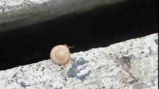 Hermit Crab Marigot St Martin