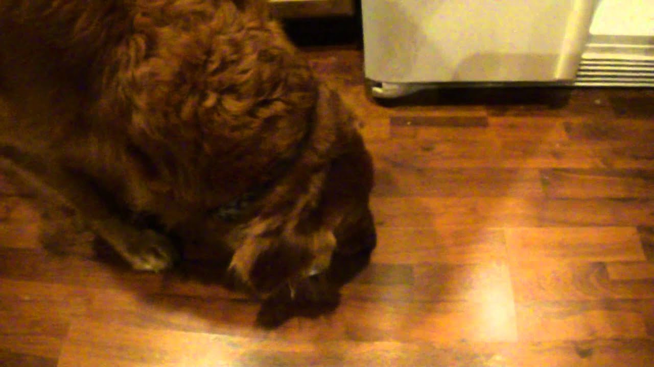 My dog brings beer YouTube