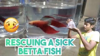rescuing a sick betta fish 🤒
