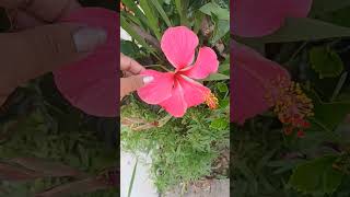 Celebrating life Pooja"s Way #music