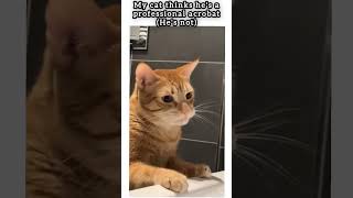 Epic Cat Acrobatics That Failed Hilariously 🐾😂 #funnypets  #catfails  #shorts
