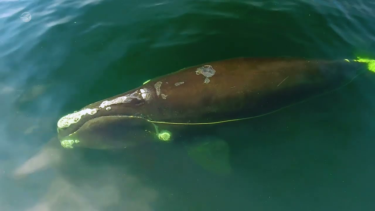 Advocating for the Survival of Our Marine Wildlife: Marine Action Plan 2022, with subtitles