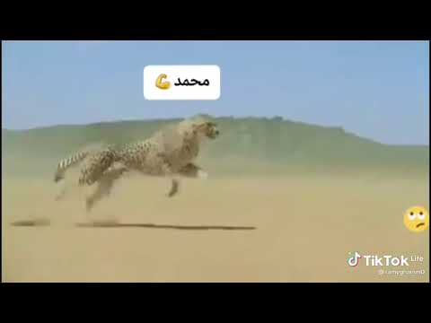 علي هدو عليه ماعندي خوان