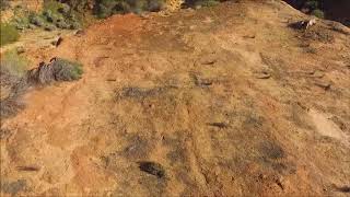 Identifying Prickly Pears | Soaring Solutions