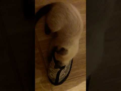 Видео: Анхны клончлогдсон муур шиг цөөн хэдэн хуулбар
