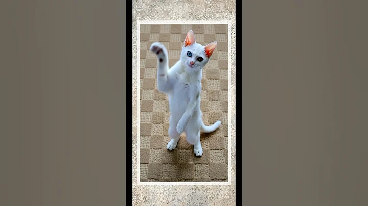 Watch the video about Ancient Thai cat🇹🇭 Khao Manee breed💎 Her name is Bijou✨