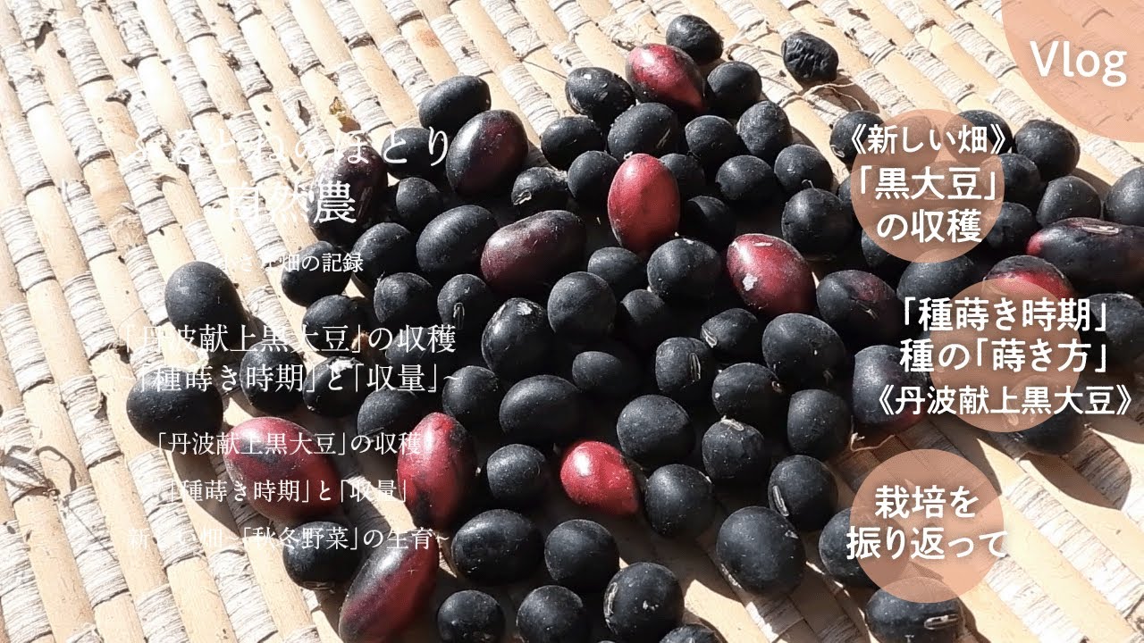 丹波献上黒大豆」の収穫〜「種蒔き時期」と「収穫」〜今年の栽培を 