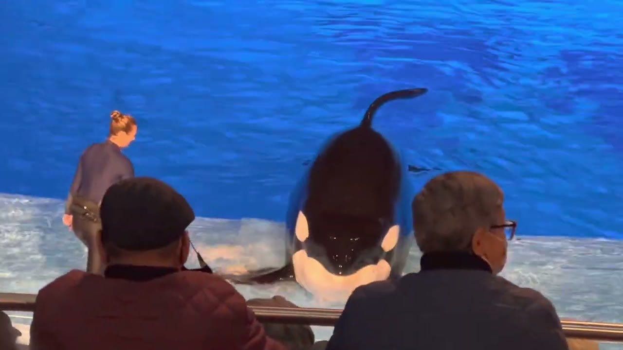 New - Seaworld Orca show(The great killer whale show) Christmas-2022