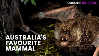 Talking the golden-tipped bat | Cosmos Briefing