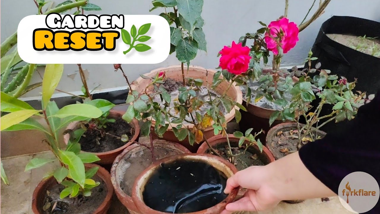 I Shifted All My Plants 🌿 | Winter Garden Care Routine | Forkflare 