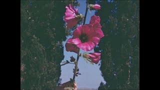 Trailer - The Flowers Stand Silently, Witnessing (2024)