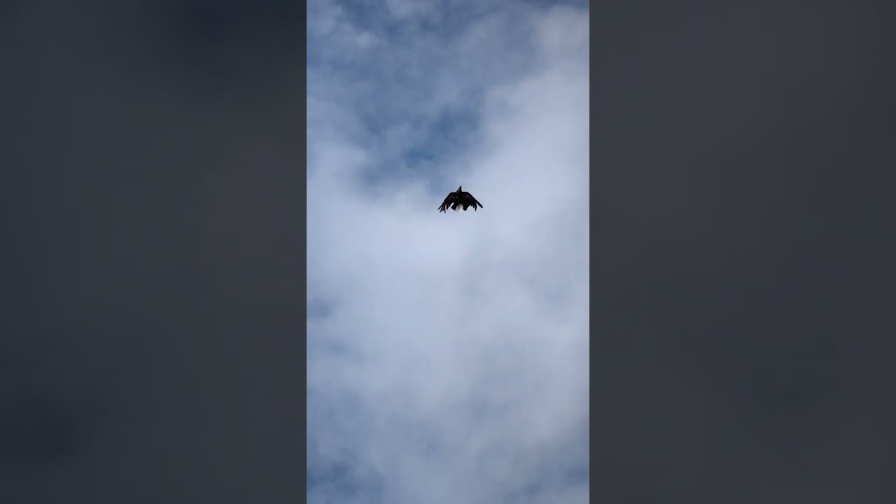 Голуби СВГ Сапон Михаила г.Донецк . На сильном ветру .2024 г.