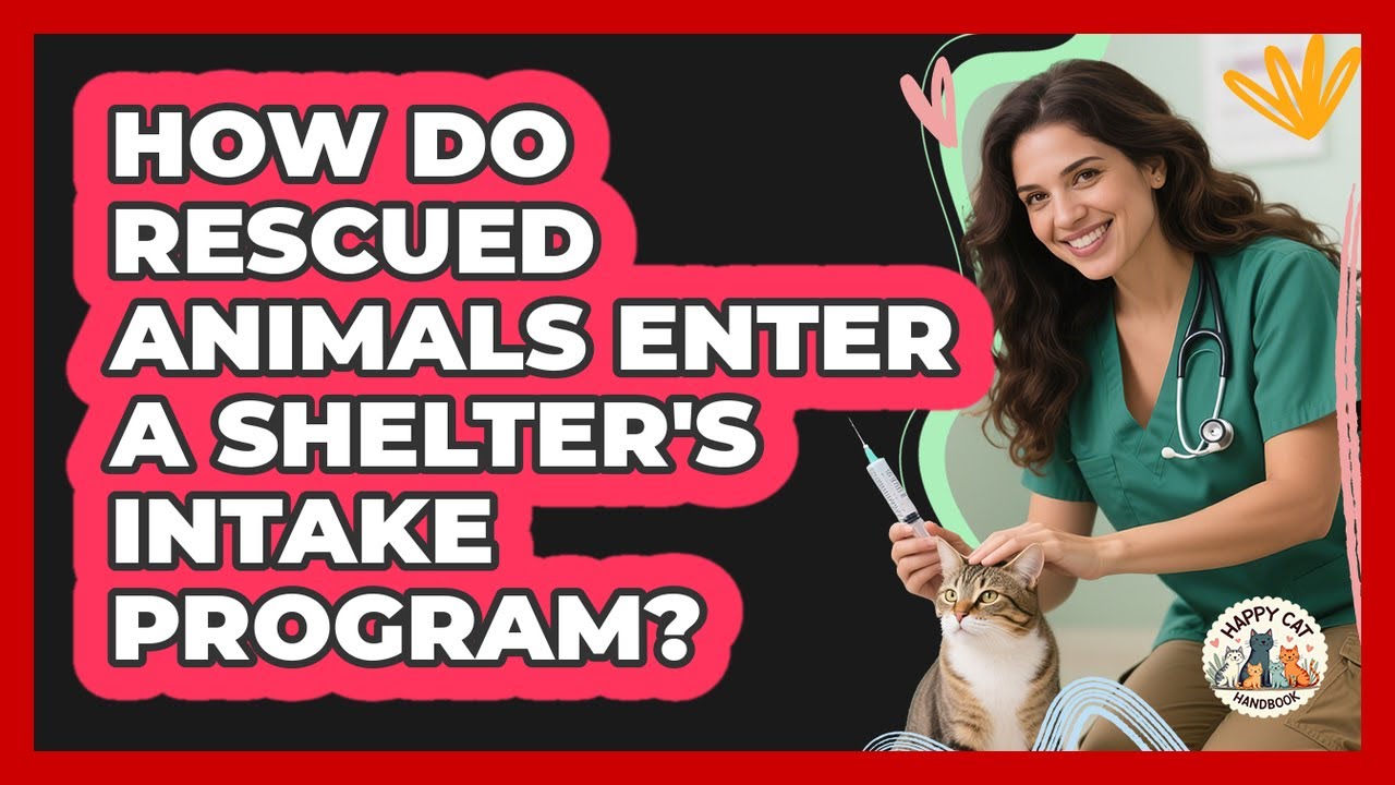 How Do Rescued Animals Enter A Shelter's Intake Program? - Animal Care Jobs