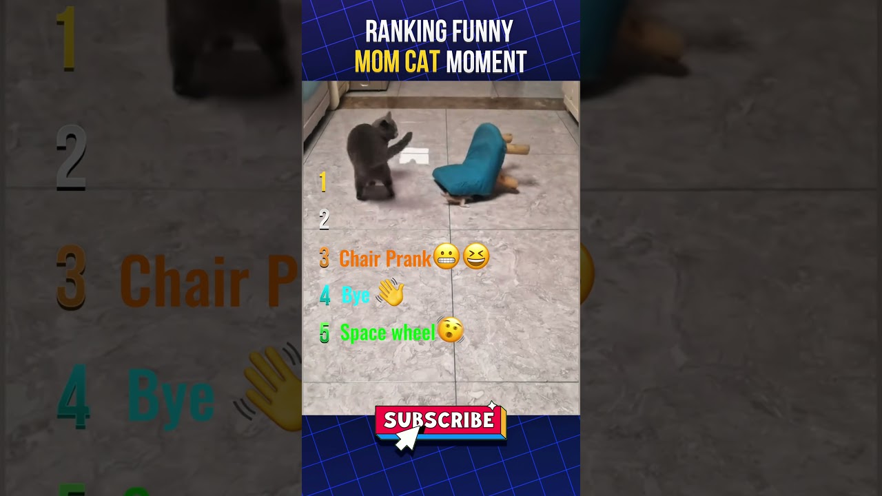 top 5 funny cat vs Mom Cat 😂😂   