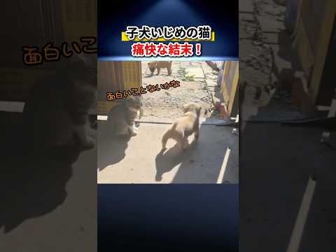 子犬をいじめていたら、逆に返り討ちに遭った猫ｗ #shorts