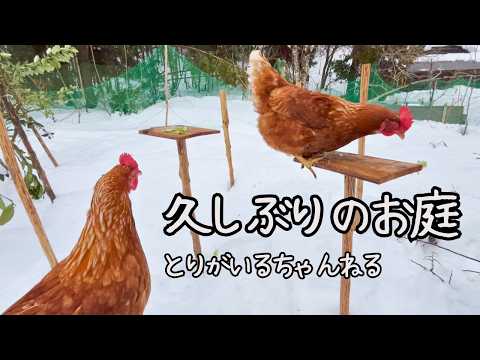 とりがいるちゃんねる - YouTube