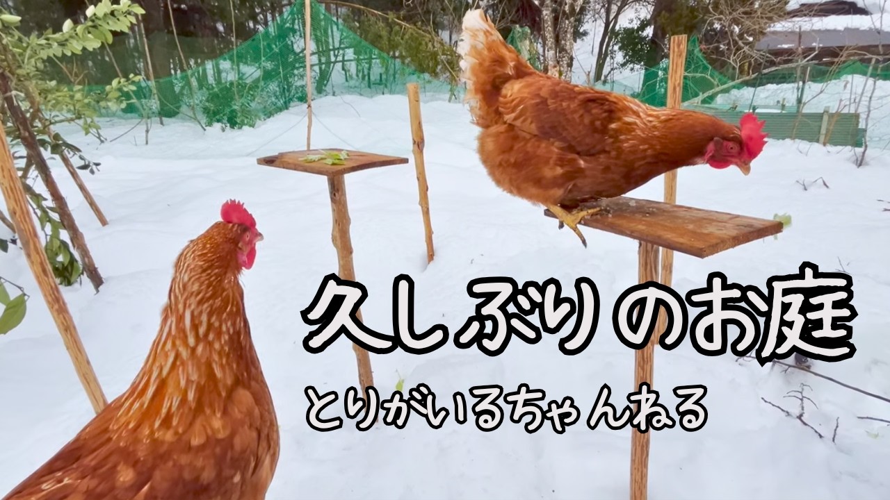 第34羽 久しぶりのお庭#ニワトリ #とりがいる #chicken