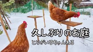 第34羽 久しぶりのお庭#ニワトリ #とりがいる #chicken - YouTube