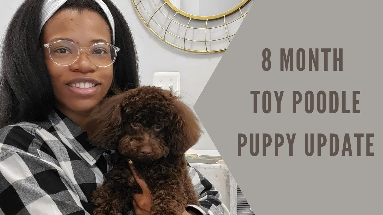 Puppy Update | 8 Month Old Toy Poodle | Erica N. Williams