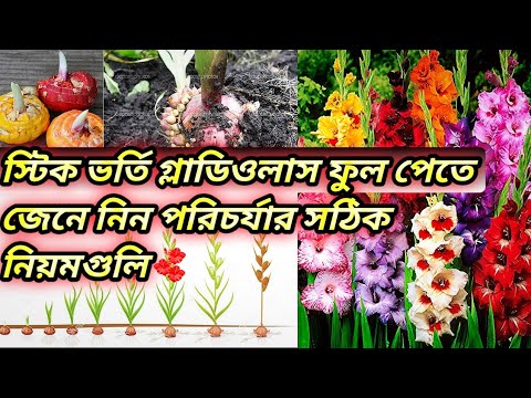 ভিডিও: কখন গ্ল্যাডিওলাস সংগ্রহ করবেন: বিশেষজ্ঞের পরামর্শ