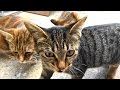 サヨリをもらう野良猫親子~お礼は猫パンチ~