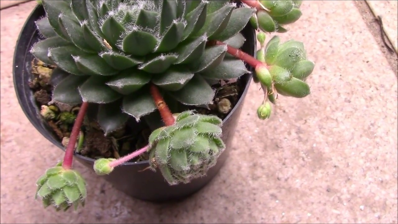 多肉植物センペルビウム ランナーで増える Succulent Plants Sempervivum Orostachys Youtube