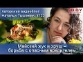 Майский жук и хрущ – борьба с опасным вредителем