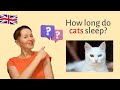 English QUIZ about cats 🐱🐱🐱 | Speak all Week
