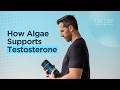 How Algae Supports Testosterone