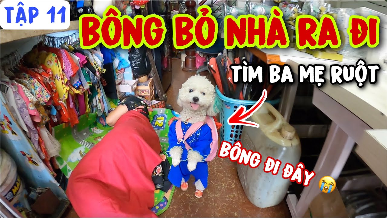 TẬP 11: BÔNG BỎ NHÀ ĐI TÌM BA MẸ RUỘT – ĐỂ LẠI LÁ THƯ ĐẪM NƯỚC MẮT :( | CHÚ CHÓ ĐI HAI CHÂN