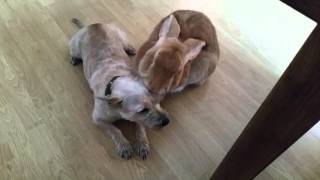 Dog and giant rabbit best friends grooming