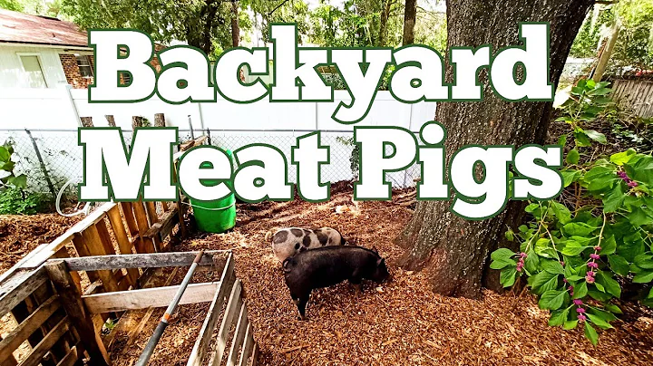 The Ultimate Guide to Raising Backyard Meat Pigs