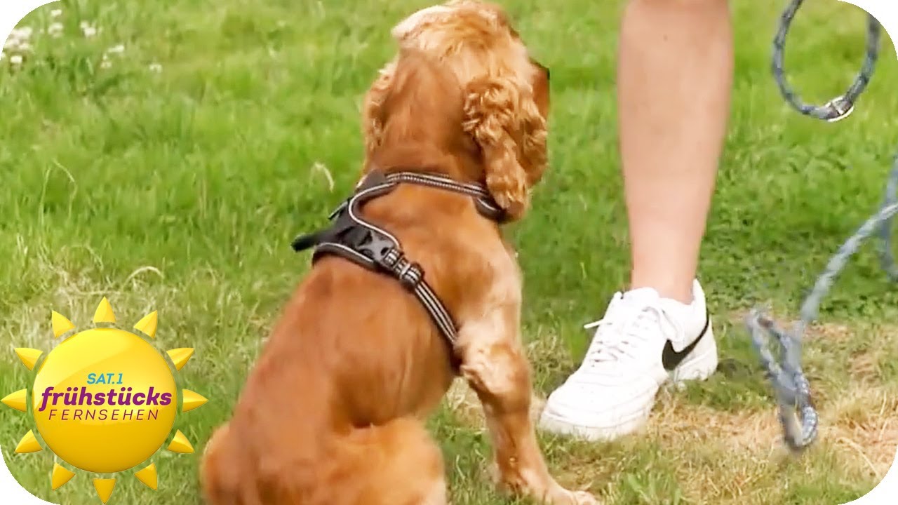 Den Hund in wenigen Minuten erziehen - der DogWalker hat Tipps | SAT.1 Frühstücksfernsehen