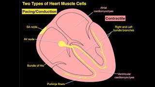 Two Types of Heart Muscle Cells