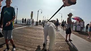 LT. Rowdy the mini horse and Cash 2.0 on the Santa Monica Pier (2)