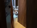 可愛すぎて8万回は見た動画 #shorts #cute #dog