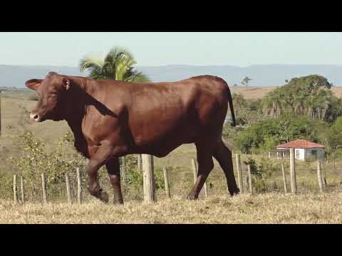 LOTE 28   MATA   0485