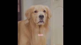 Their kindness received the best reward.#pets #cute #shorts #funny