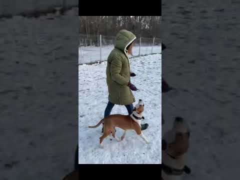 Видео: Идеи для собак