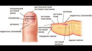 Строение  кожи - теория для мастеров салонов