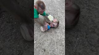 Bins Milk Bottle Was Stolen By Subi.