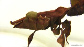 Brown-Pink-Green Ghost Mantis + meal worm