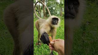 Cute Monkey Takes Biscuit from Hand 😍 | Amazing Monkey Short #shorts